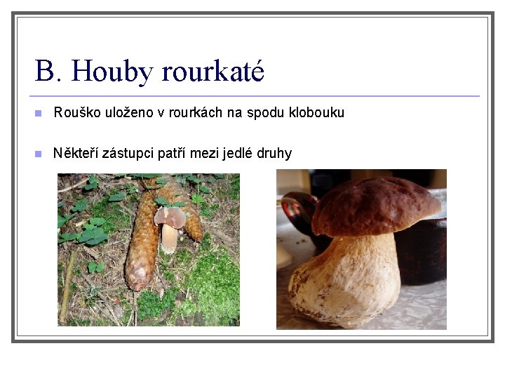 B. Houby rourkaté n Rouško uloženo v rourkách na spodu klobouku n Někteří zástupci