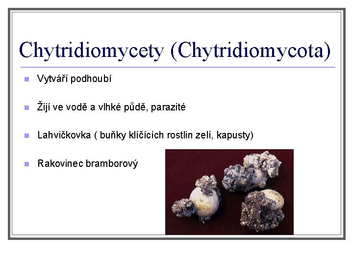 Chytridiomycety (Chytridiomycota) n Vytváří podhoubí n Žijí ve vodě a vlhké půdě, parazité n