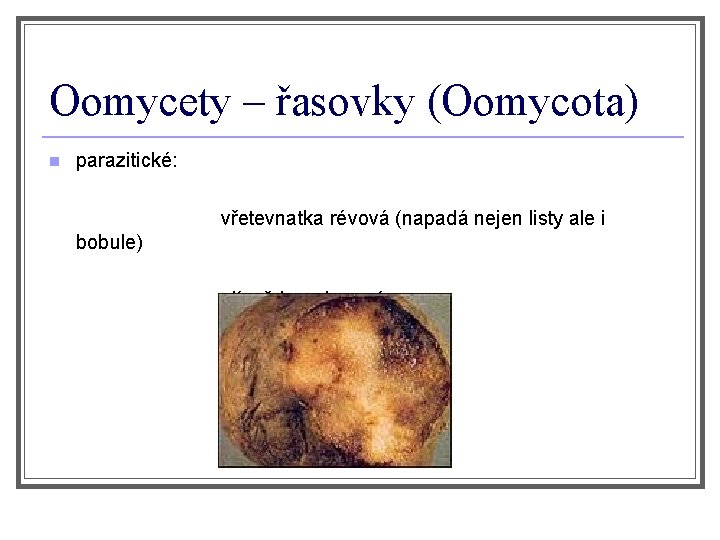 Oomycety – řasovky (Oomycota) n parazitické: vřetevnatka révová (napadá nejen listy ale i bobule)