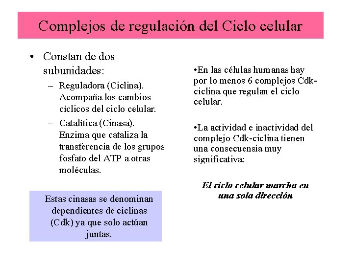 Complejos de regulación del Ciclo celular • Constan de dos subunidades: – Reguladora (Ciclina).