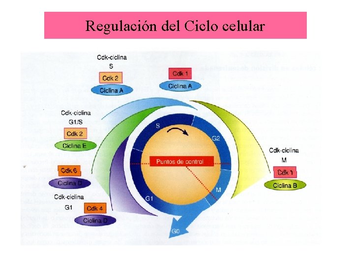 Regulación del Ciclo celular 