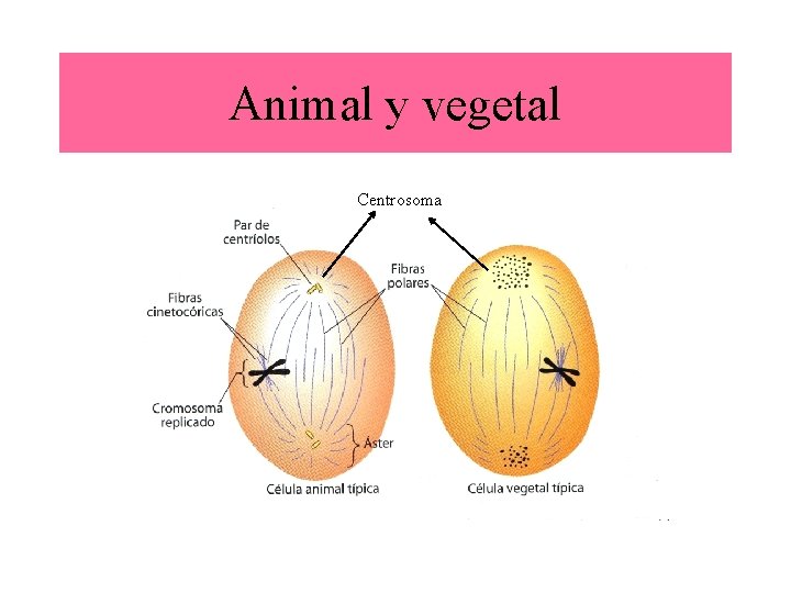 Animal y vegetal Centrosoma 