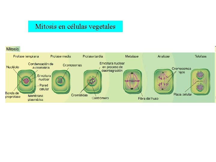 Mitosis en células vegetales 