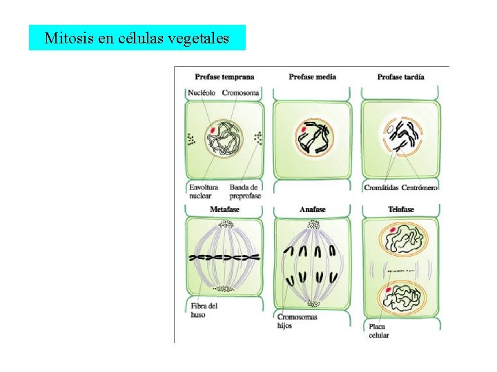 Mitosis en células vegetales 