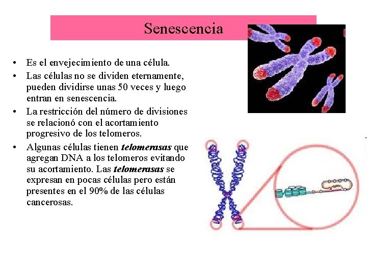 Senescencia • Es el envejecimiento de una célula. • Las células no se dividen