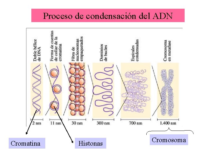 Proceso de condensación del ADN Cromatina Histonas Cromosoma 
