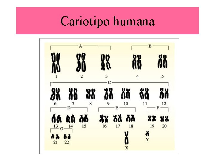 Cariotipo humana 