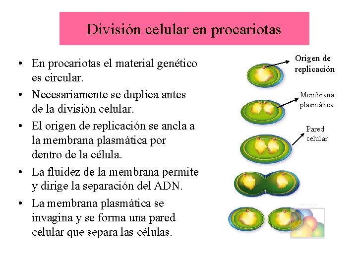 División celular en procariotas • En procariotas el material genético es circular. • Necesariamente