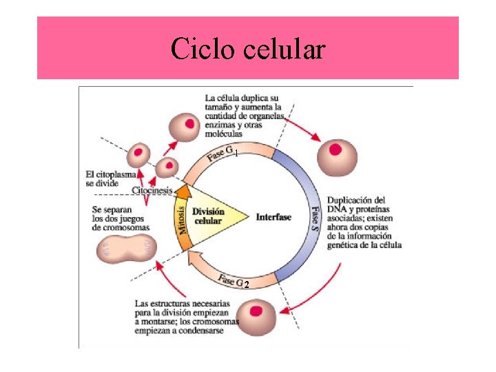 Ciclo celular 1 2 