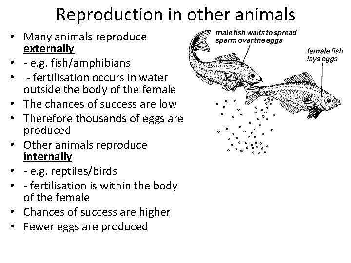 Reproduction in other animals • Many animals reproduce externally • - e. g. fish/amphibians