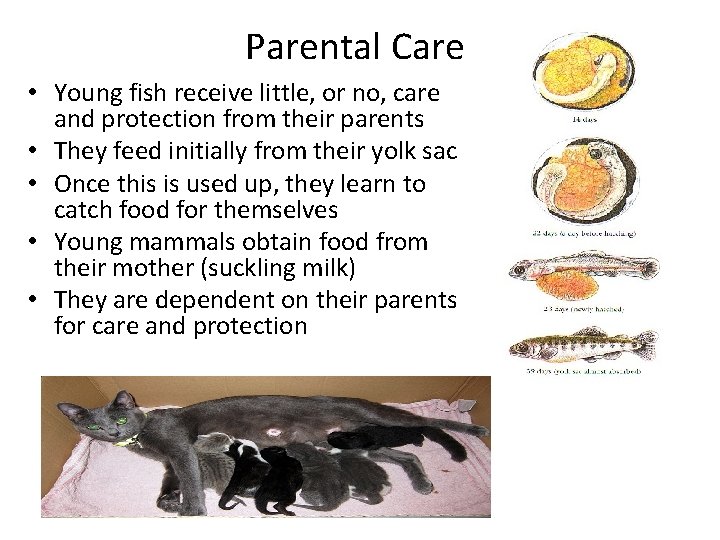Parental Care • Young fish receive little, or no, care and protection from their
