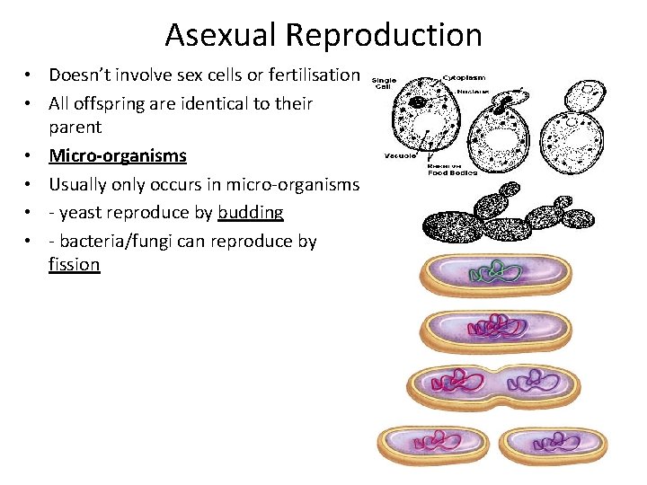 Asexual Reproduction • Doesn’t involve sex cells or fertilisation • All offspring are identical