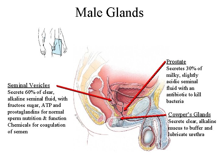 Male Glands Prostate Seminal Vesicles Secrete 60% of clear, alkaline seminal fluid, with fructose