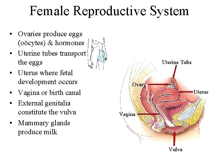 Female Reproductive System • Ovaries produce eggs (oöcytes) & hormones • Uterine tubes transport
