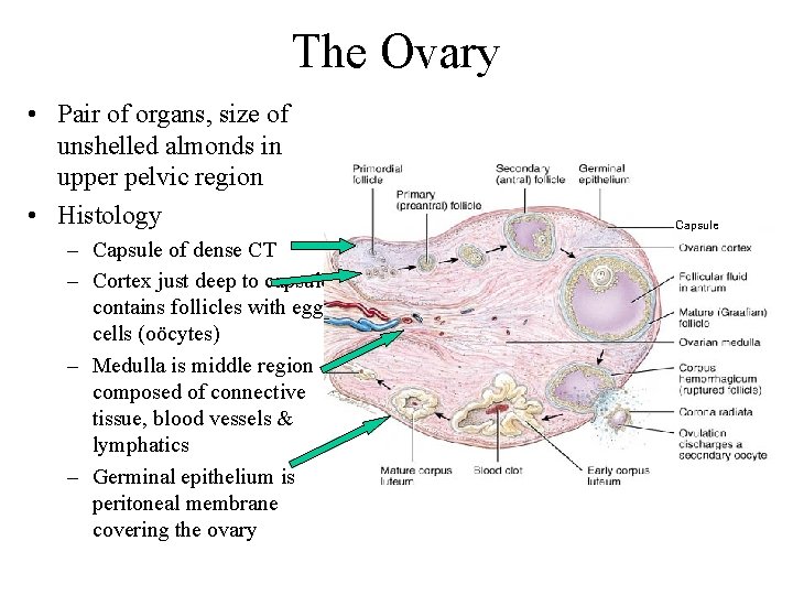 The Ovary • Pair of organs, size of unshelled almonds in upper pelvic region