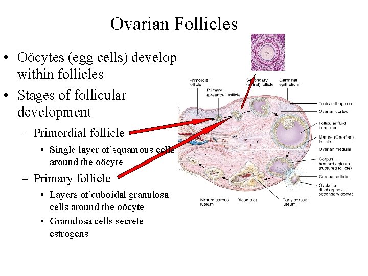 Ovarian Follicles • Oöcytes (egg cells) develop within follicles • Stages of follicular development