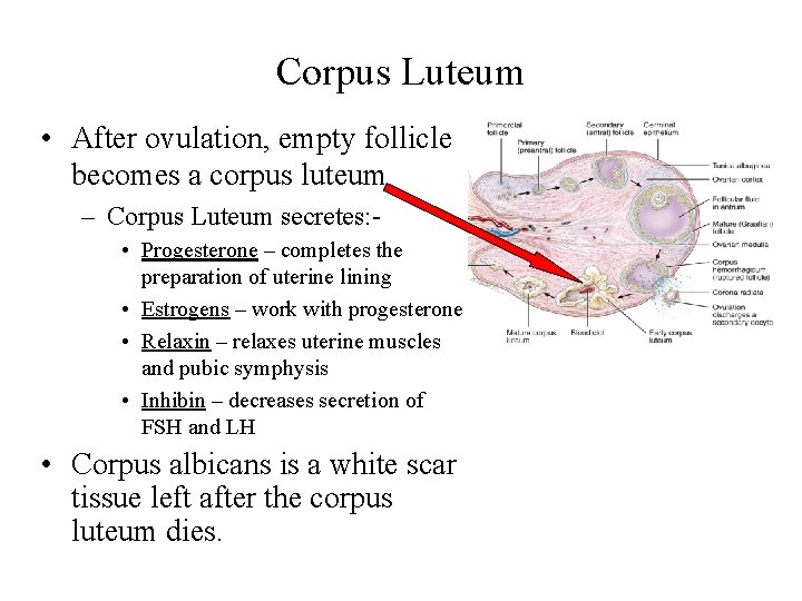 Corpus Luteum • After ovulation, empty follicle becomes a corpus luteum – Corpus Luteum