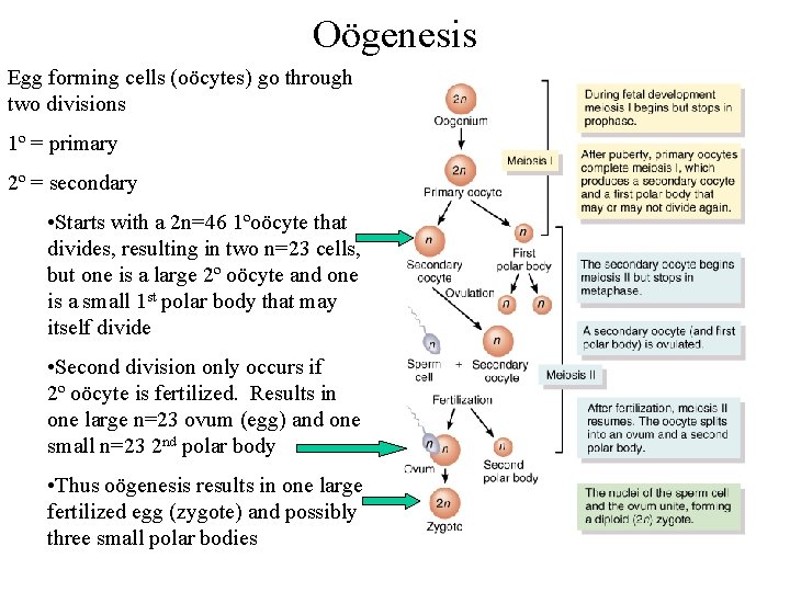Oögenesis Egg forming cells (oöcytes) go through two divisions 1º = primary 2º =