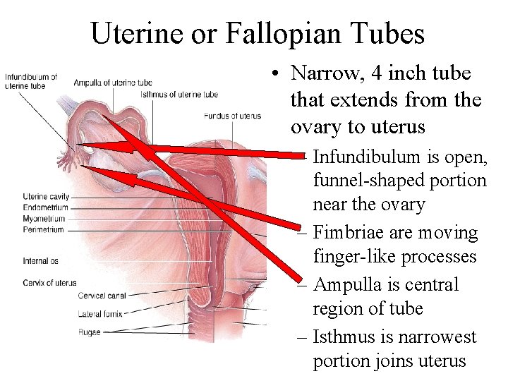 Uterine or Fallopian Tubes • Narrow, 4 inch tube that extends from the ovary