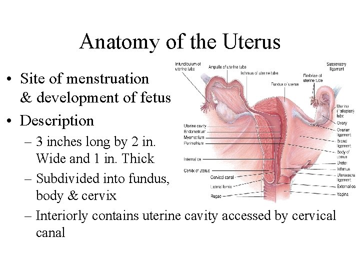 Anatomy of the Uterus • Site of menstruation & development of fetus • Description