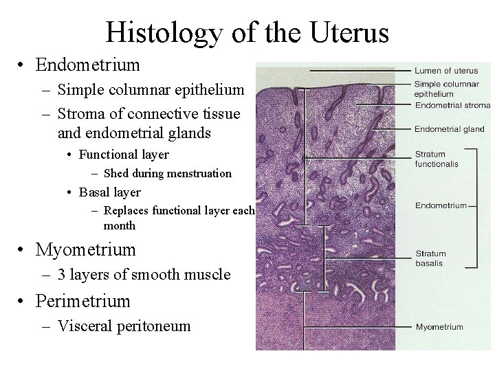 Histology of the Uterus • Endometrium – Simple columnar epithelium – Stroma of connective