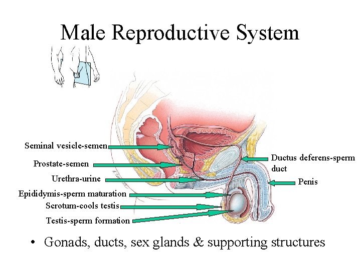 Male Reproductive System Seminal vesicle-semen Prostate-semen Urethra-urine Ductus deferens-sperm duct Penis Epididymis-sperm maturation Scrotum-cools