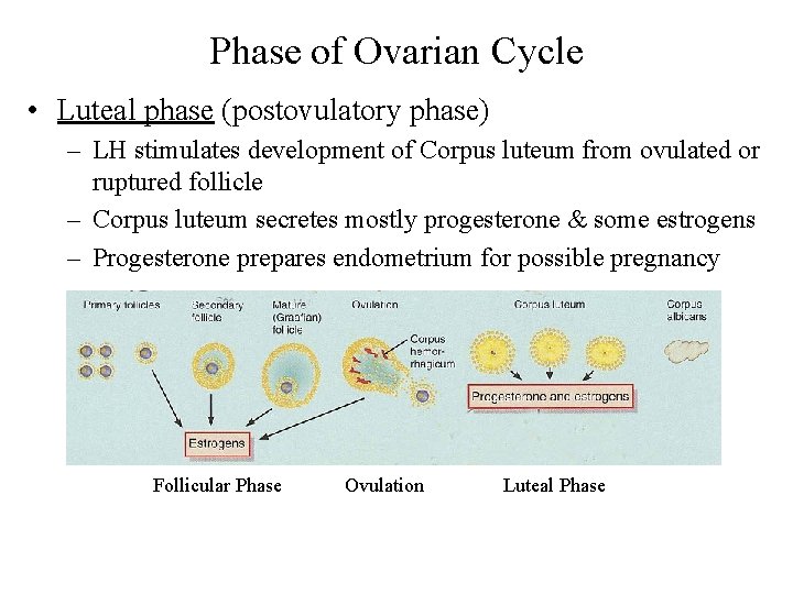 Phase of Ovarian Cycle • Luteal phase (postovulatory phase) – LH stimulates development of