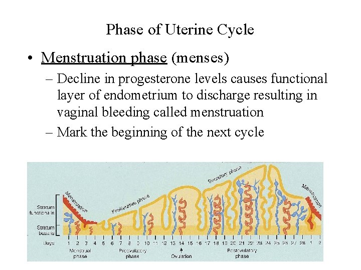 Phase of Uterine Cycle • Menstruation phase (menses) – Decline in progesterone levels causes