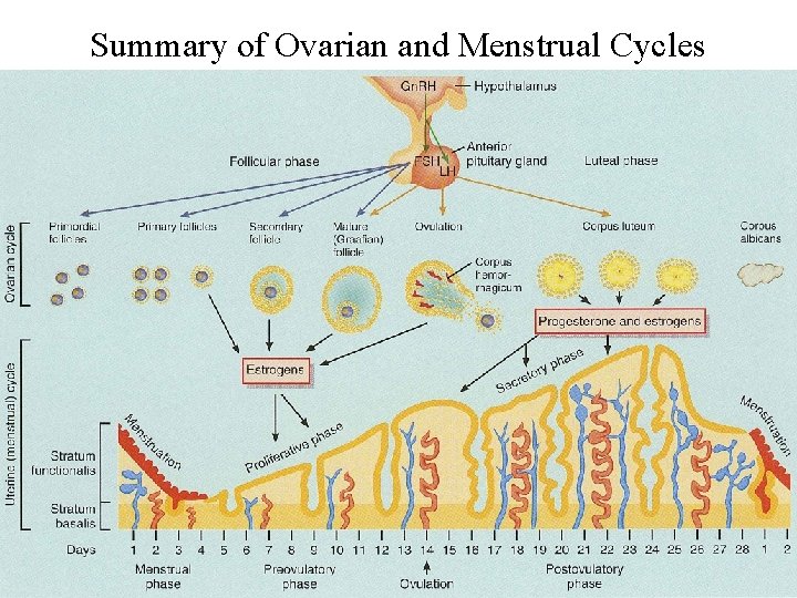 Summary of Ovarian and Menstrual Cycles 