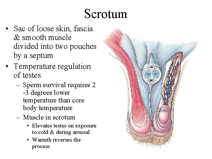 Scrotum • Sac of loose skin, fascia & smooth muscle divided into two pouches