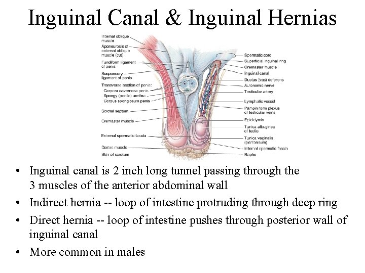 Inguinal Canal & Inguinal Hernias • Inguinal canal is 2 inch long tunnel passing