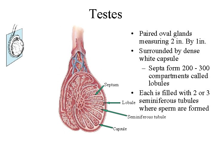 Testes Septum • Paired oval glands measuring 2 in. By 1 in. • Surrounded