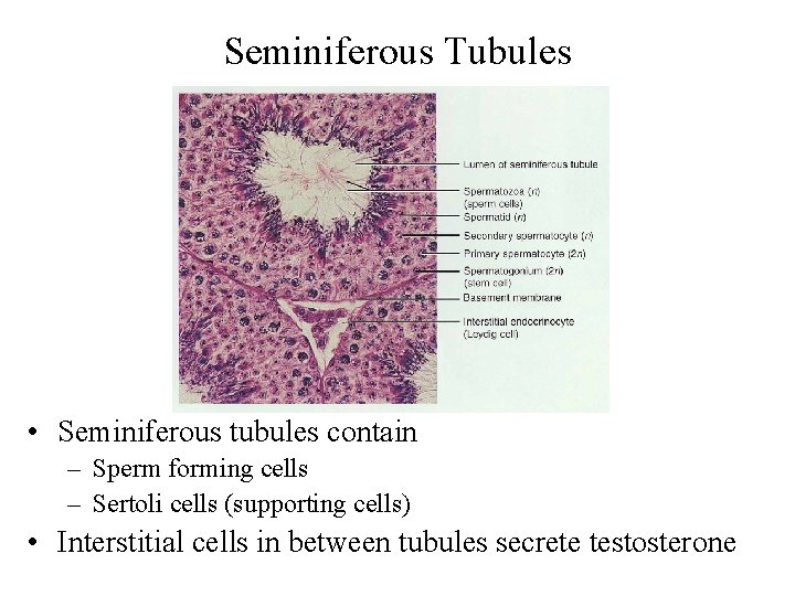 Seminiferous Tubules • Seminiferous tubules contain – Sperm forming cells – Sertoli cells (supporting