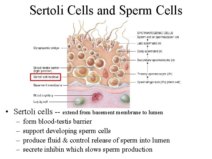 Sertoli Cells and Sperm Cells • Sertoli cells -- extend from basement membrane to