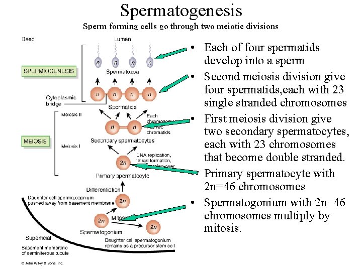 Spermatogenesis Sperm forming cells go through two meiotic divisions • Each of four spermatids