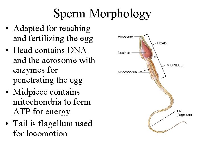 Sperm Morphology • Adapted for reaching and fertilizing the egg • Head contains DNA