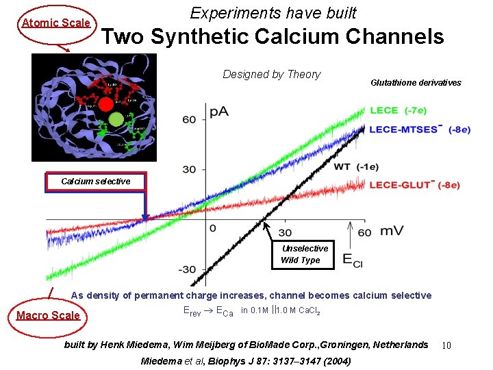Atomic Scale Experiments have built Two Synthetic Calcium Channels Mutants of omp. F Porin