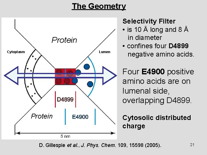 The Geometry Protein Cytoplasm Lumen Selectivity Filter • is 10 Å long and 8