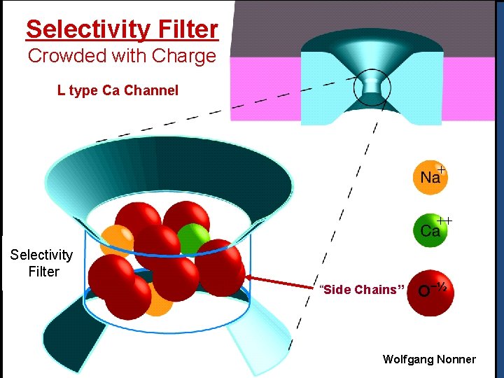 Selectivity Filter Crowded with Charge L type Ca Channel + ++ Selectivity Filter “Side