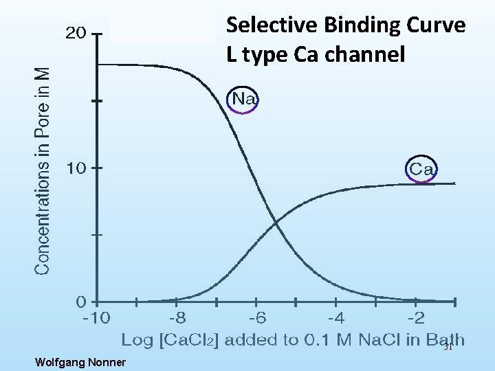  Selective Binding Curve L type Ca channel 31 Wolfgang Nonner 