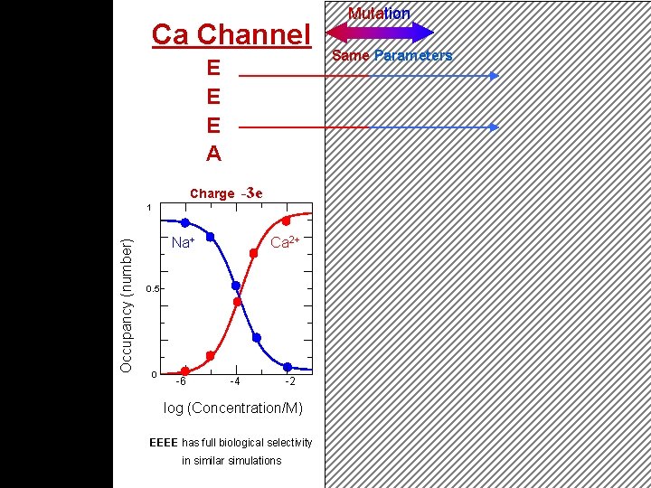 Ca Channel E E E A Charge Occupancy (number) Mutation Na Channel Same Parameters