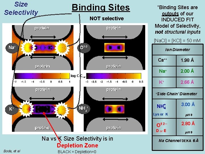 Size Selectivity Binding Sites NOT selective Selectivity Filter *Binding Sites are outputs of our