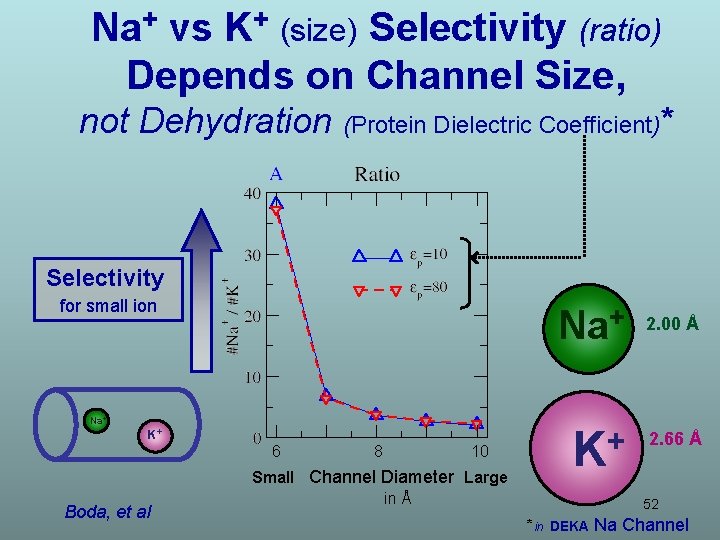 Na+ vs K+ (size) Selectivity (ratio) Depends on Channel Size, not Dehydration (Protein Dielectric