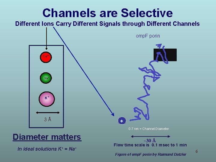 Channels are Selective Different Ions Carry Different Signals through Different Channels omp. F porin