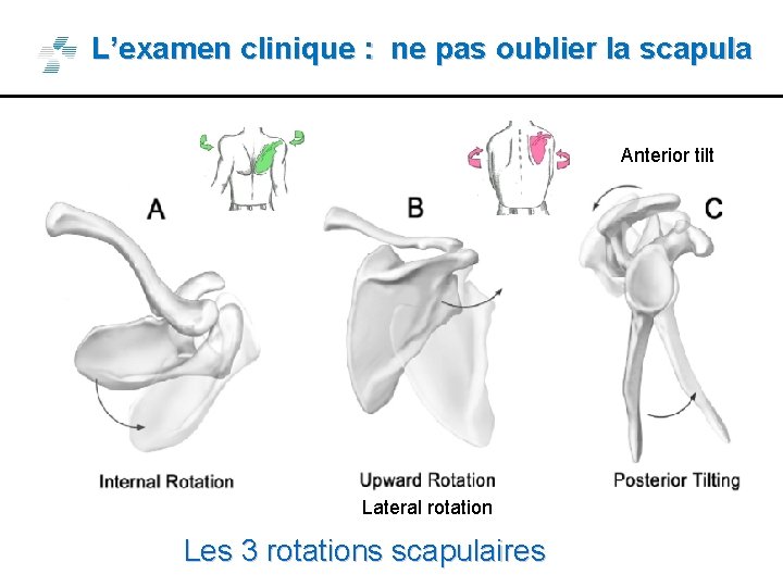 L’examen clinique : ne pas oublier la scapula Anterior tilt Lateral rotation Les 3 L’examen clinique : ne pas oublier la scapula Anterior tilt Lateral rotation Les 3
