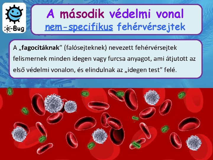 A második védelmi vonal nem-specifikus fehérvérsejtek A „fagocitáknak” (falósejteknek) nevezett fehérvérsejtek felismernek minden idegen