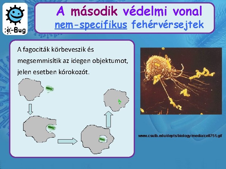 A második védelmi vonal nem-specifikus fehérvérsejtek A fagociták körbeveszik és megsemmisítik az idegen objektumot,