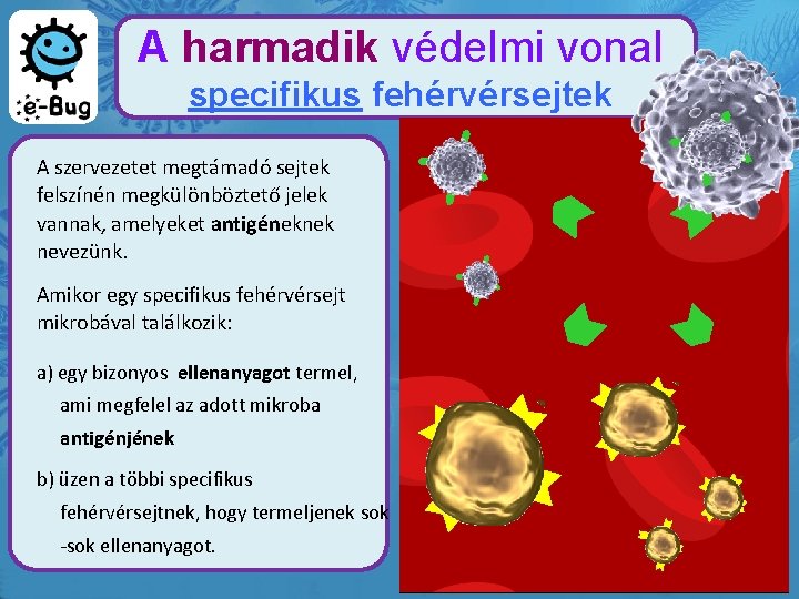 A harmadik védelmi vonal specifikus fehérvérsejtek A szervezetet megtámadó sejtek felszínén megkülönböztető jelek vannak,