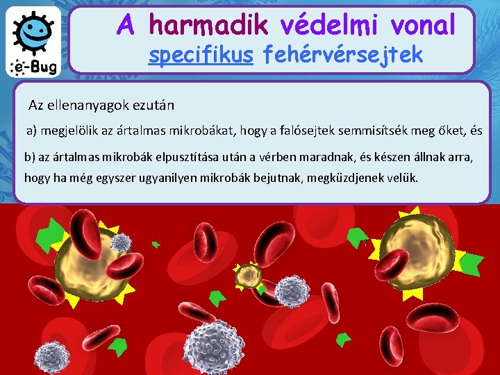 A harmadik védelmi vonal specifikus fehérvérsejtek Az ellenanyagok ezután a) megjelölik az ártalmas mikrobákat,