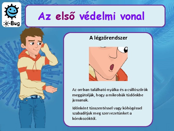 Az első védelmi vonal A légzőrendszer Az orrban található nyálka és a csillószőrök meggátolják,